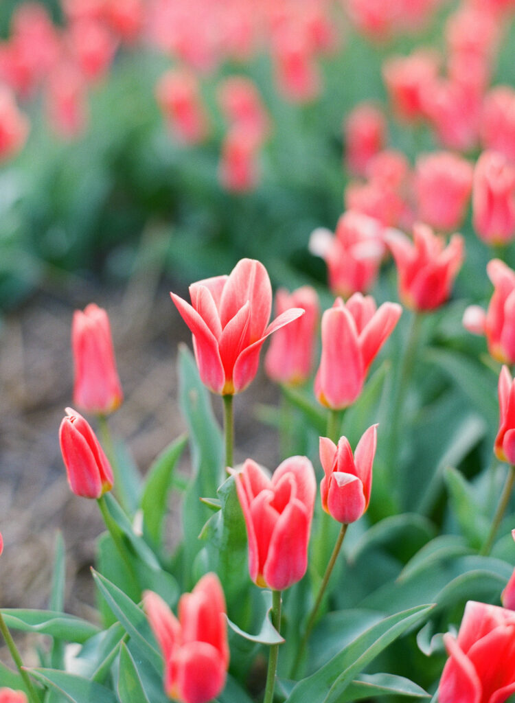 Tulip Fields photoshoots